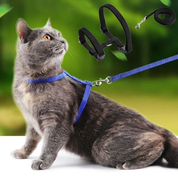 Cat Collar