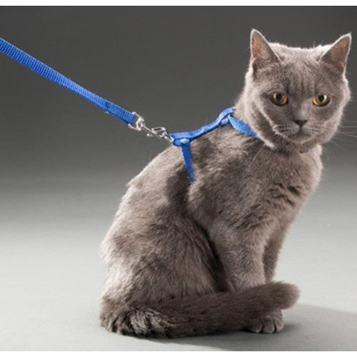 Cat Collar