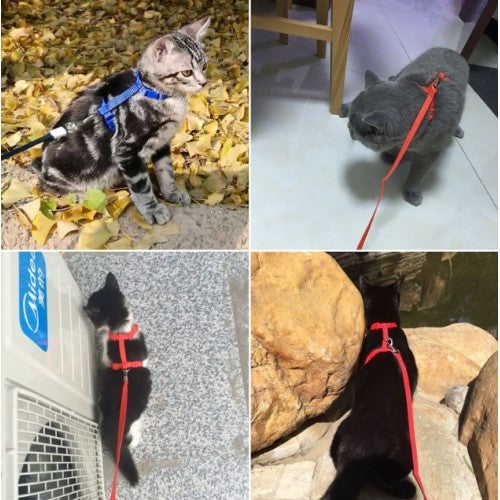Cat Collar