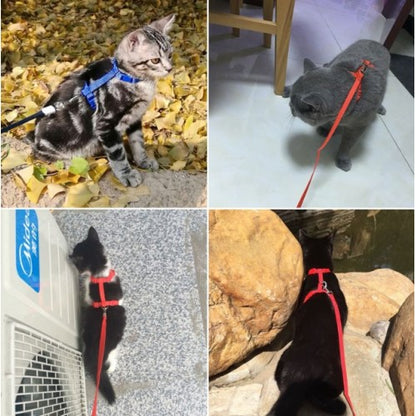 Cat Collar